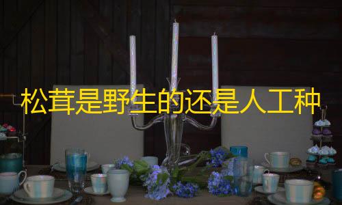 暗区突围透视物资松茸是野生的还是人工种的